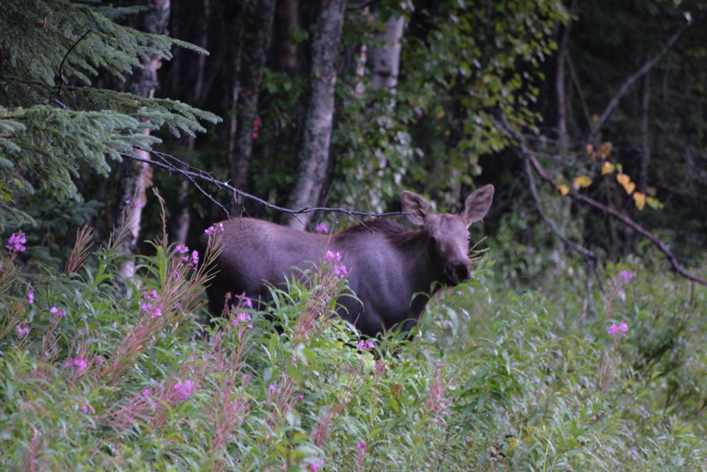 Salmon Catcher Lodge Kenai Buitenkant foto