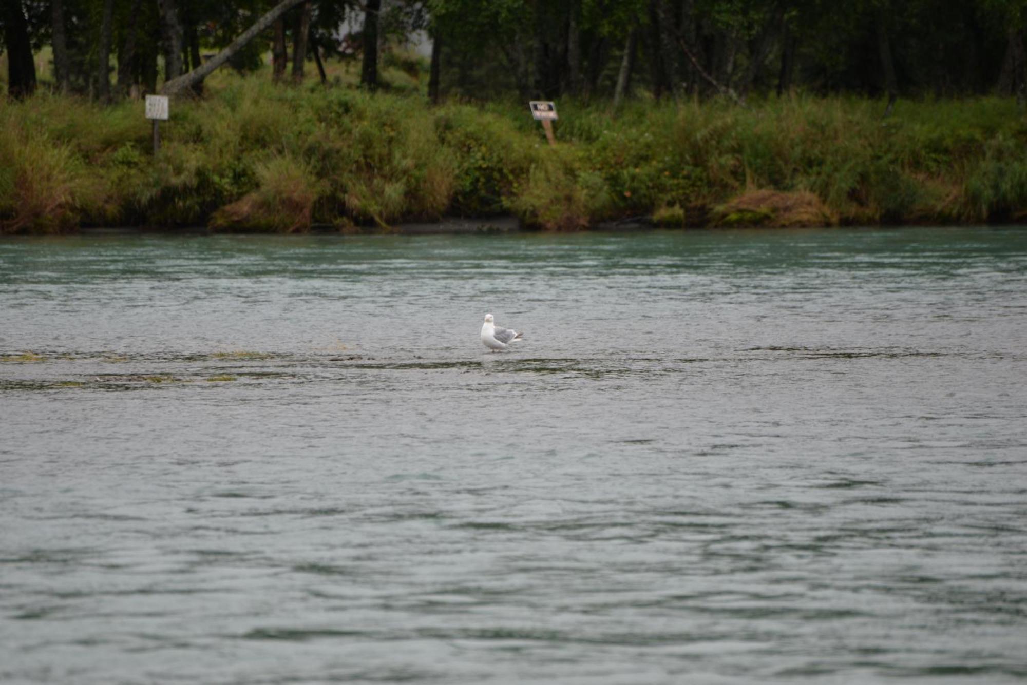 Salmon Catcher Lodge Kenai Buitenkant foto
